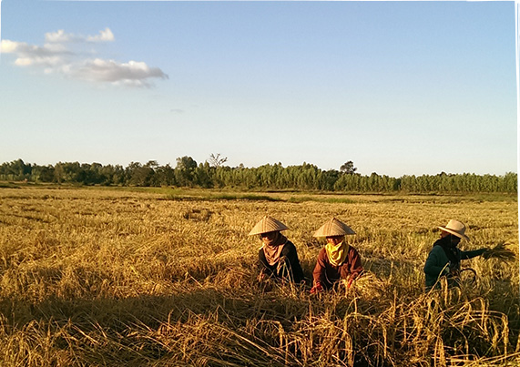 cultivare bio orez thailandez davert