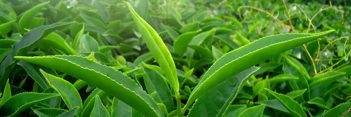 Ceai verde extract bio