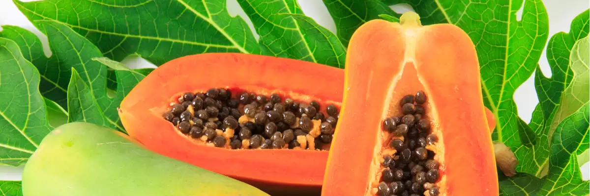 Papaya extract bio
