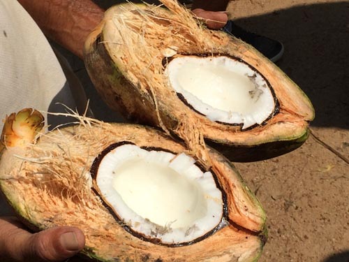 lapte de cocos ecologic biogama